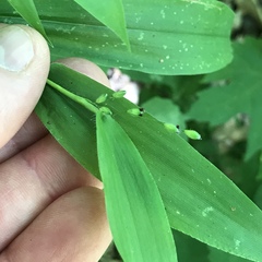 Dichanthelium latifolium