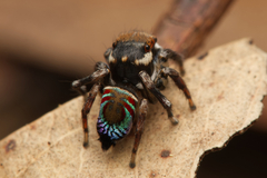 Maratus ottoi