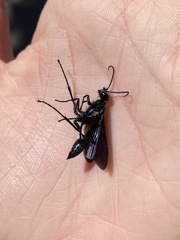 Chalybion californicum