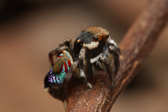 Maratus ottoi
