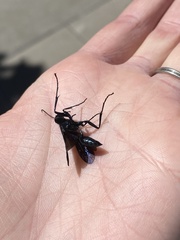 Chalybion californicum