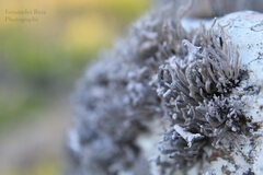 Roccella bajasurensis