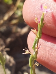 Schenkia spicata