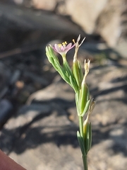 Schenkia spicata