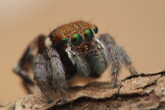 Maratus ottoi