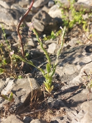Schenkia spicata