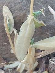 Schenkia spicata