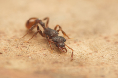 Epopostruma areosylva