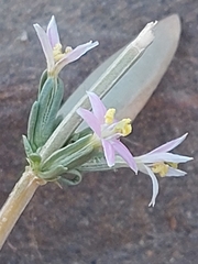 Schenkia spicata