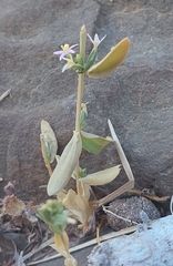 Schenkia spicata