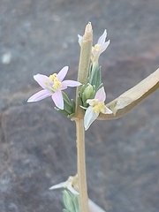 Schenkia spicata