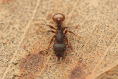Epopostruma areosylva