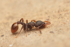 Epopostruma areosylva