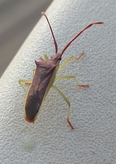Plinachtus imitator