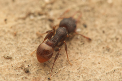 Epopostruma areosylva