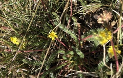 Ivesia lycopodioides scandularis