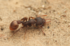 Epopostruma areosylva