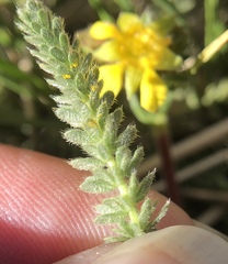 Ivesia lycopodioides scandularis