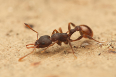 Epopostruma areosylva