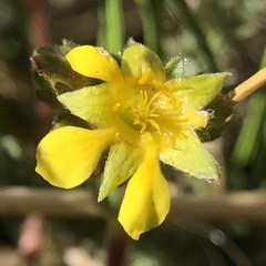 Ivesia lycopodioides scandularis