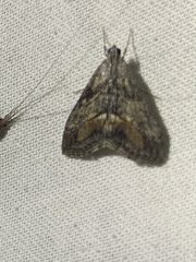 Evergestis subterminalis