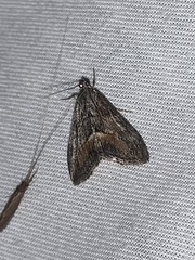 Evergestis subterminalis