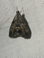 Evergestis subterminalis