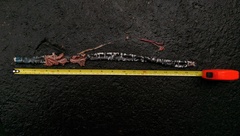 Amphisbaena fuliginosa varia