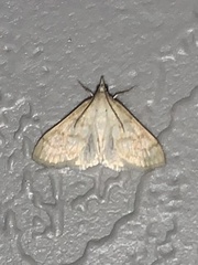 Paracorsia repandalis