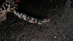 Amphisbaena fuliginosa varia