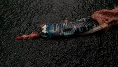 Amphisbaena fuliginosa varia