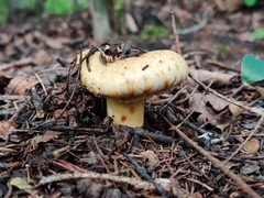 Lactarius scrobiculatus canadensis