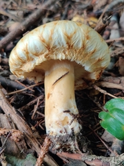 Lactarius scrobiculatus canadensis