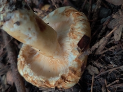 Lactarius scrobiculatus canadensis