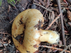 Lactarius scrobiculatus canadensis