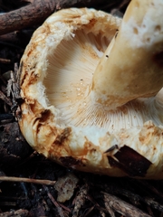 Lactarius scrobiculatus canadensis
