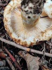 Lactarius scrobiculatus canadensis