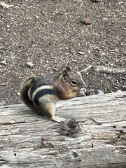 Callospermophilus lateralis lateralis