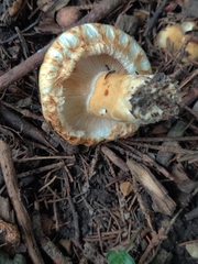 Lactarius scrobiculatus canadensis