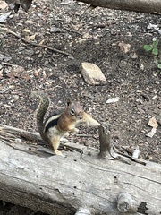 Callospermophilus lateralis lateralis