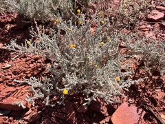 Acacia adoxa