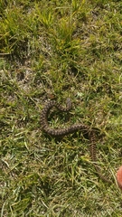 Vipera ursinii