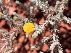 Acacia adoxa