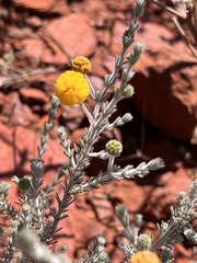 Acacia adoxa
