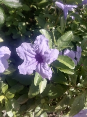 Ruellia tuberosa