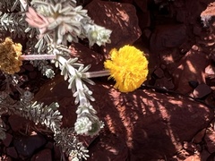 Acacia adoxa
