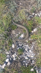 Vipera ursinii
