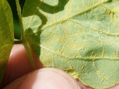 Synchytrium decipiens