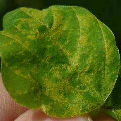 Synchytrium decipiens