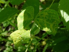 Synchytrium decipiens